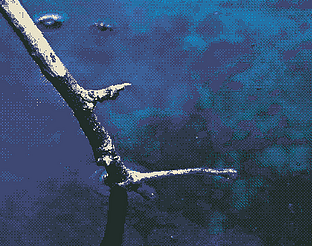 stick to the water cover